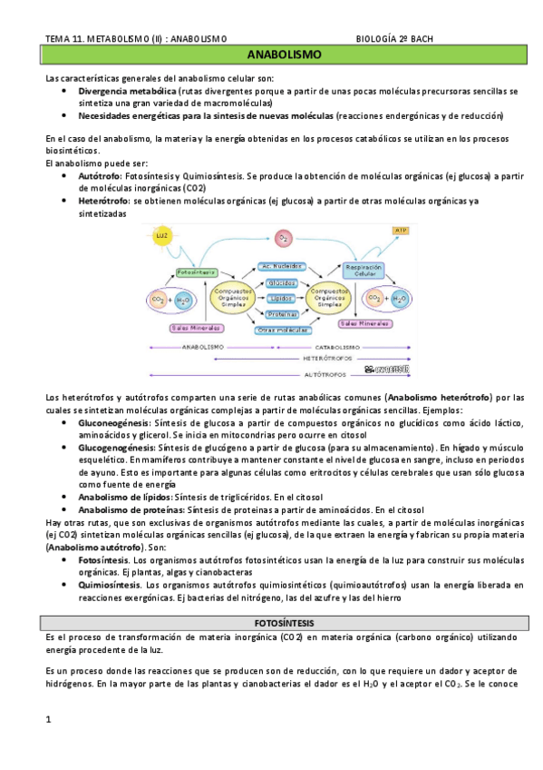 Miniatura del documento TEMA-11.-METABOLISMO-II-ANABOLISMO.pdf