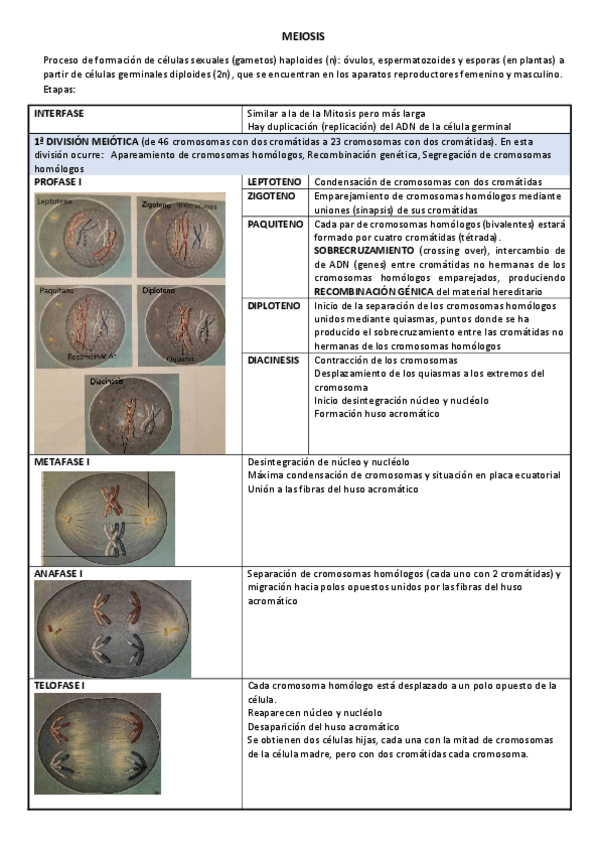 Miniatura del documento MEIOSIS.pdf
