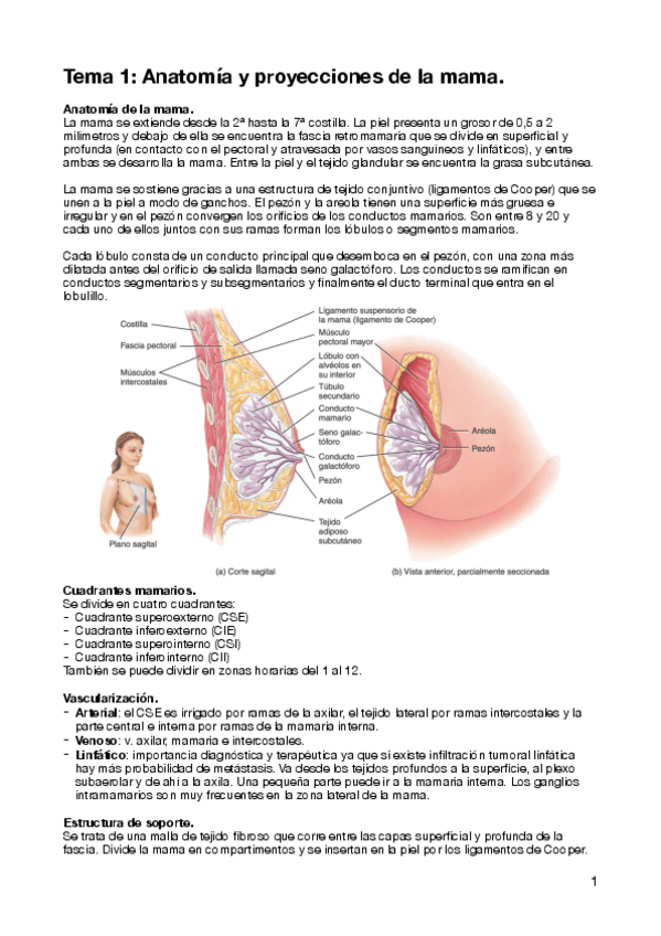 Miniatura del documento T1-Mama.pdf