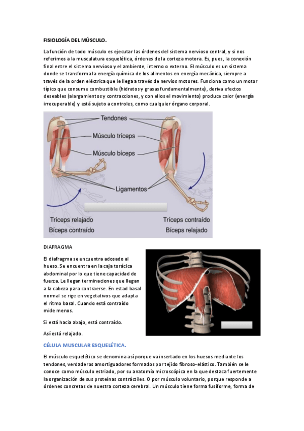 Miniatura del documento FISIOLOGIA-DEL-MUSCULO.pdf