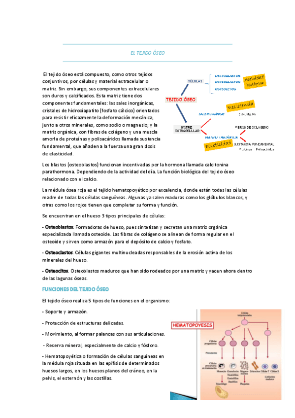 Miniatura del documento HUESO-Y-CARTILAGO.pdf