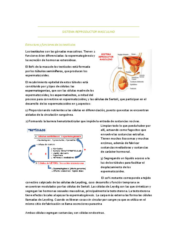 Miniatura del documento SISTEMA-REPRODUCTOR-MASCULINO.pdf