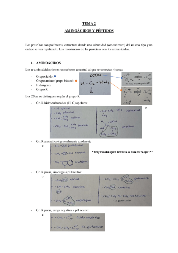 Miniatura del documento TEMA-2-AMINOACIDOS-Y-PEPTIDOS.pdf