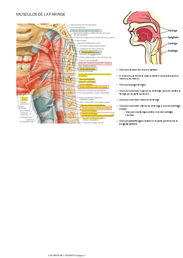 Miniatura del documento MUSCULOS-DE-LA-FARINGE.pdf