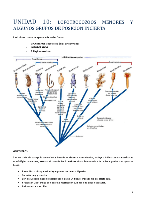 Miniatura del documento UNIDAD 10 lofotrocozoos menores y otros.pdf