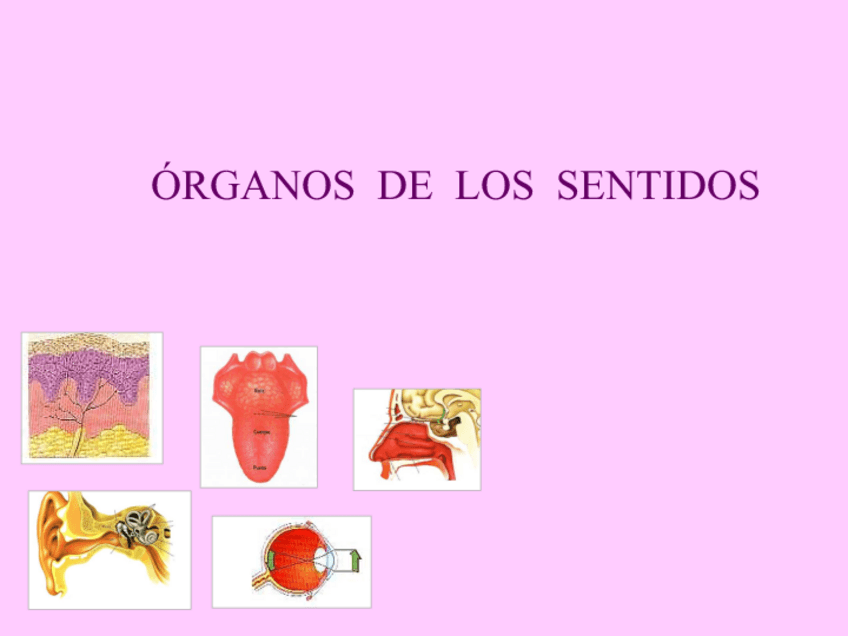 Miniatura del documento LOS-SENTIDOS-IIConverted.pdf