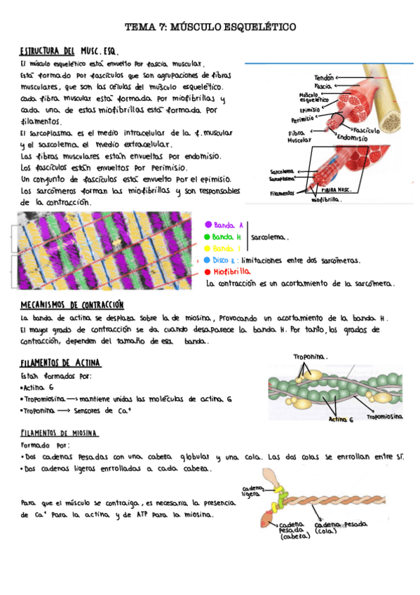 Miniatura del documento Tema-7.-Musculo-esqueletico..pdf