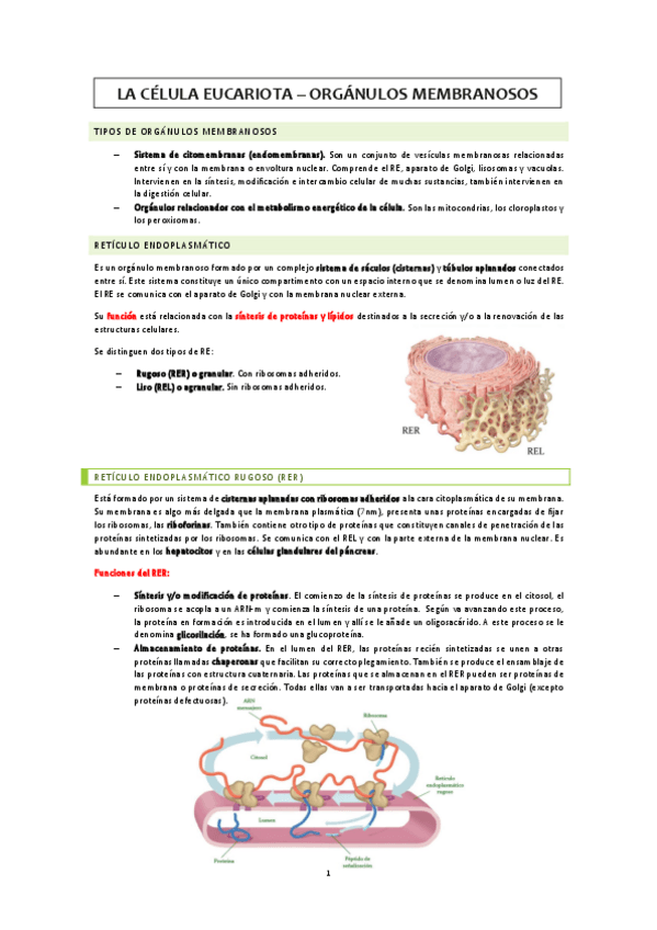 Miniatura del documento Organulos-membranosos.pdf