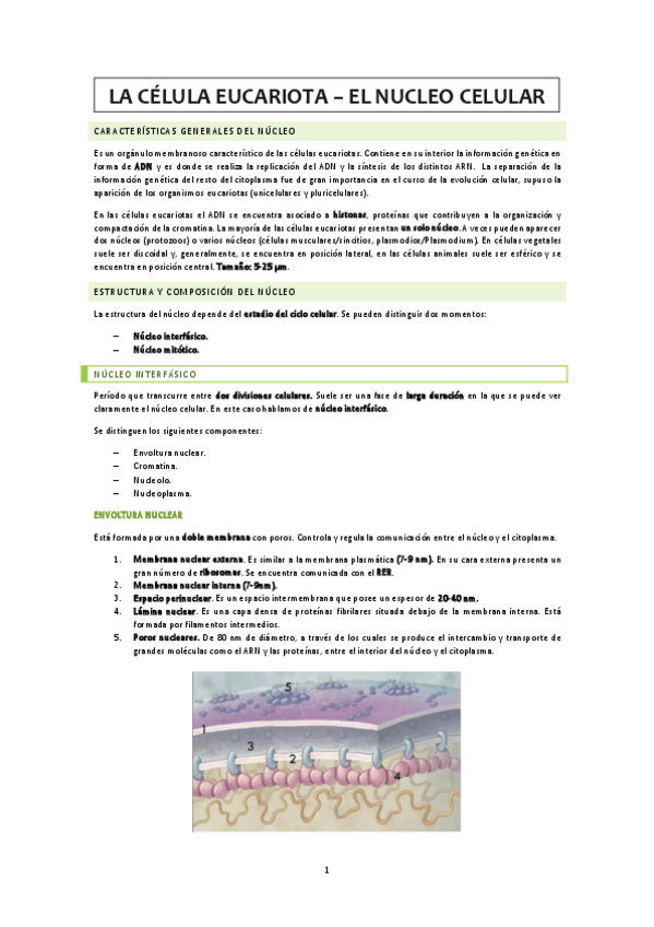 Miniatura del documento Nucleo-celular.pdf