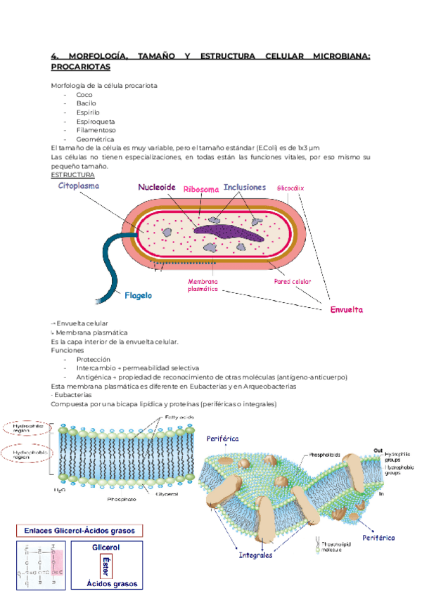 Miniatura del documento 4.-MICRO.pdf