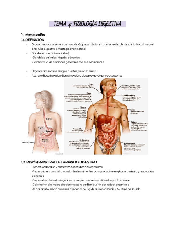 Miniatura del documento TEMA-4-FISIOLOGIA-DIGESTIVA.pdf