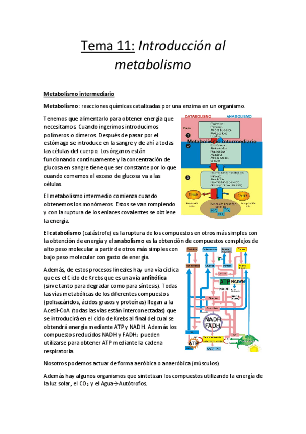 Miniatura del documento Tema 11.pdf