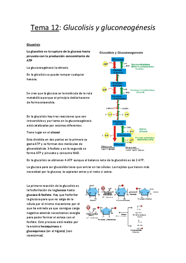 Miniatura del documento Tema 12.pdf