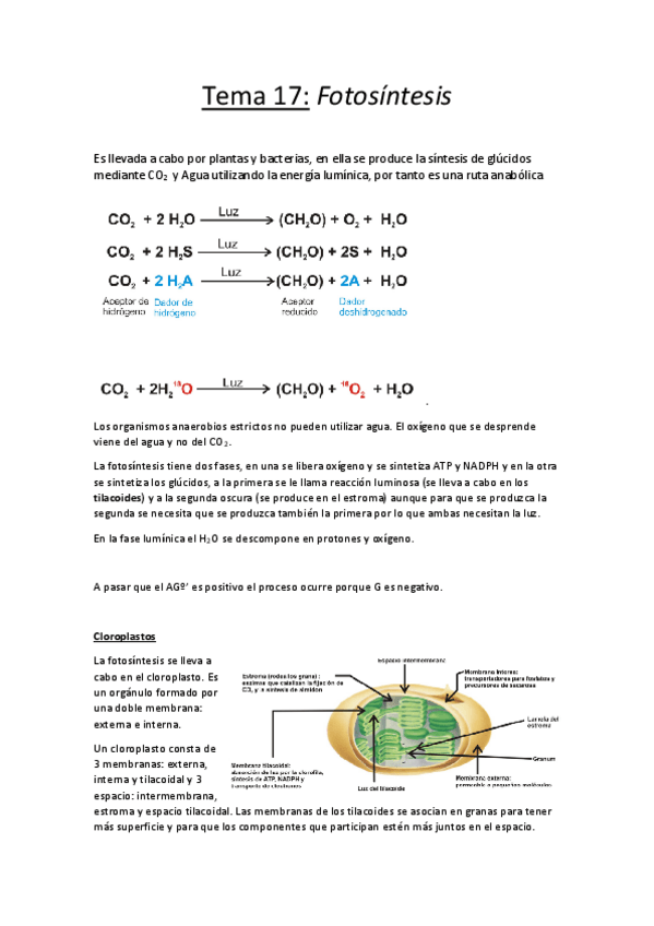 Miniatura del documento Tema 17.pdf