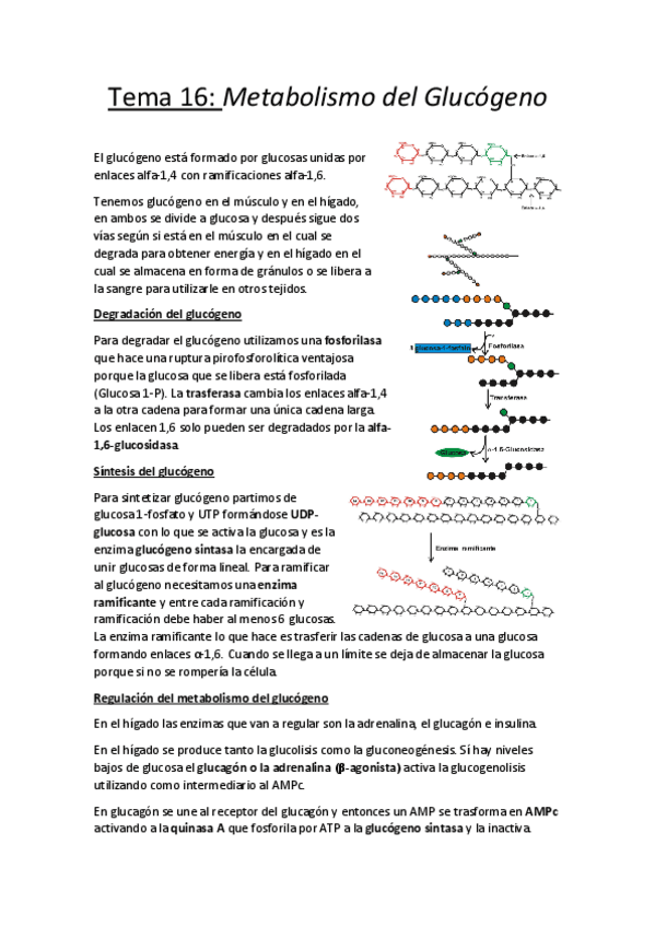 Miniatura del documento Tema 16.pdf