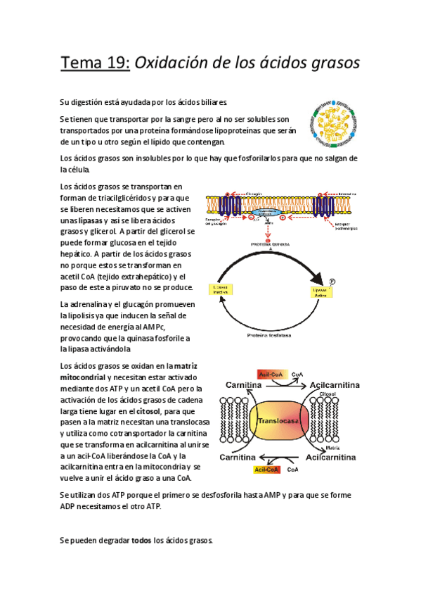 Miniatura del documento Tema 19.pdf