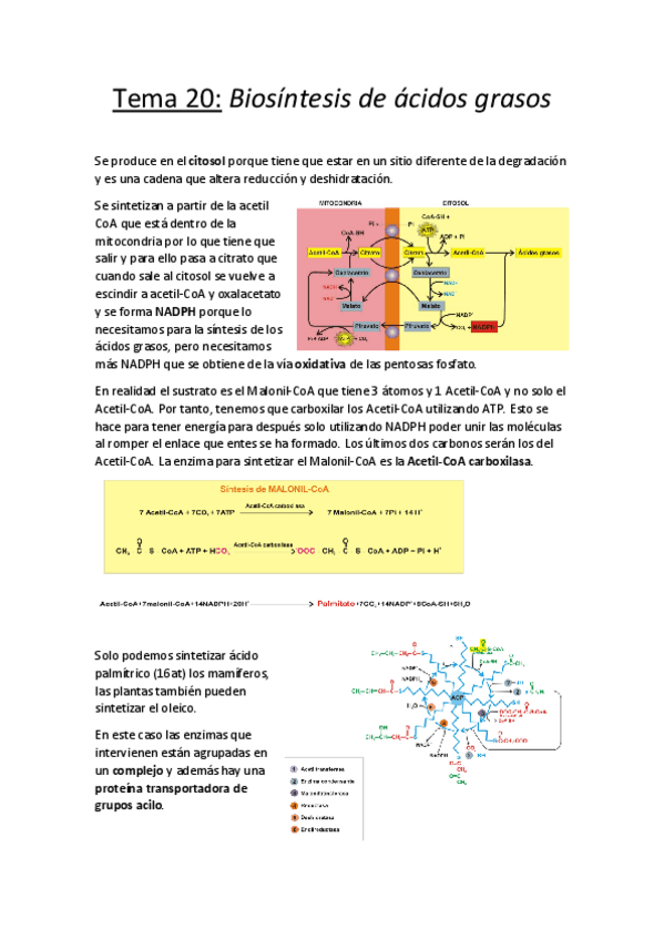 Miniatura del documento Tema 20.pdf
