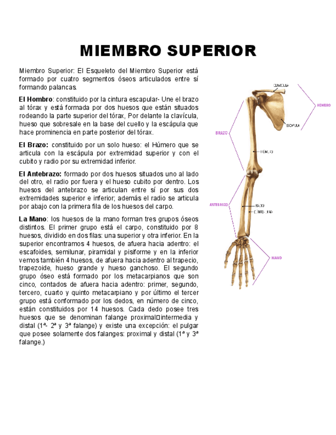 Miniatura del documento Miembro-superior.pdf