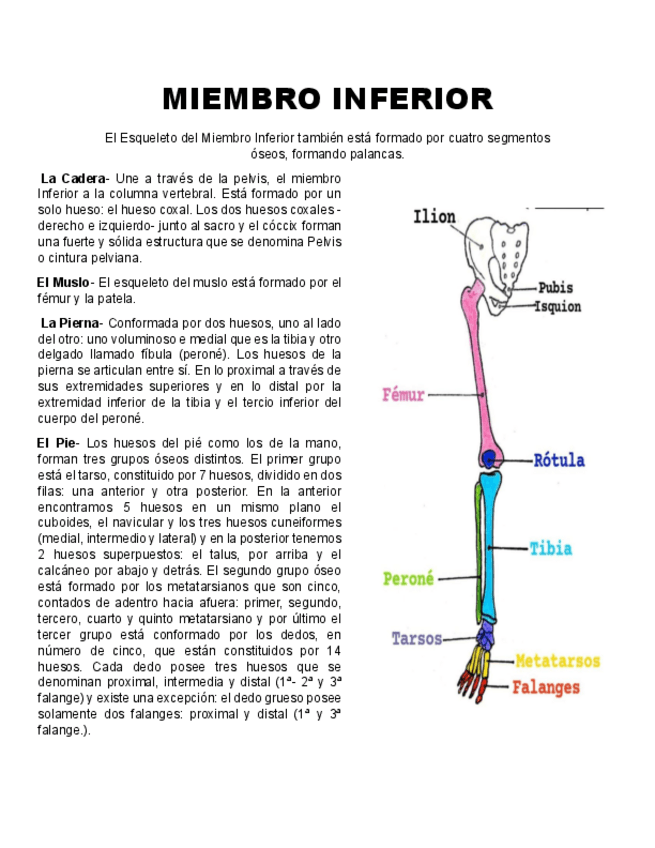 Miniatura del documento Miembro-Inferior.pdf