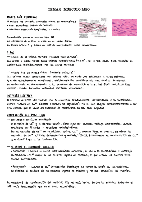 Miniatura del documento Tema-8.-Musculo-liso.pdf
