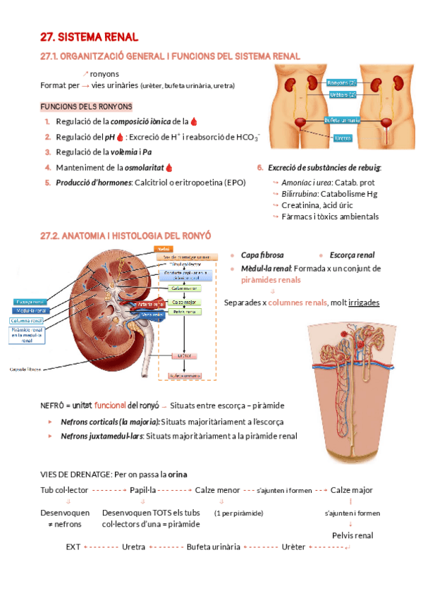 Miniatura del documento BLOC-9-SISTEMA-RENAL.pdf