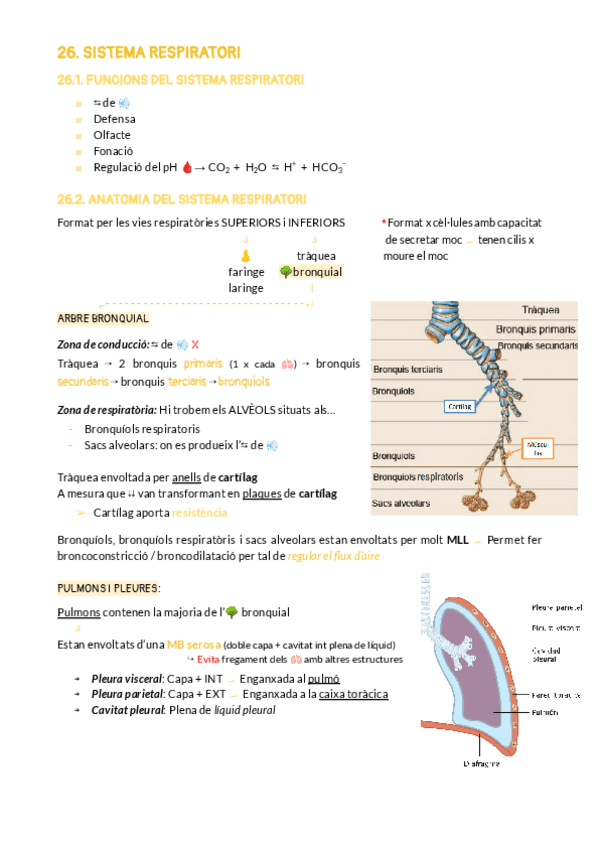 Miniatura del documento BLOC-8-SISTEMA-RESPIRATORI.pdf