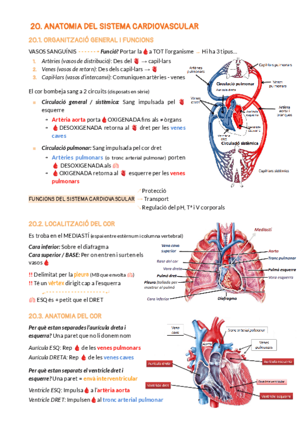 Miniatura del documento BLOC-6-SISTEMA-CARDIOVASCULAR.pdf