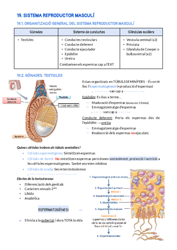Miniatura del documento BLOC-5-SISTEMA-REPRODUCTOR.pdf