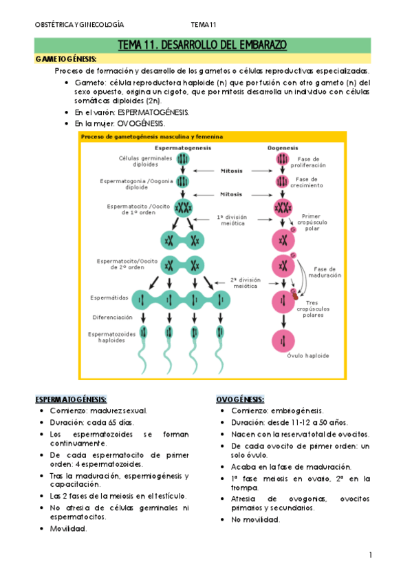 Miniatura del documento II.-TEMA-11-GINE.pdf