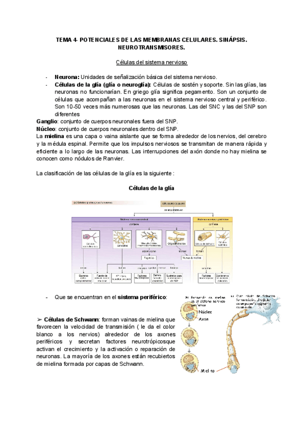 Miniatura del documento Tema-4-fisio.pdf