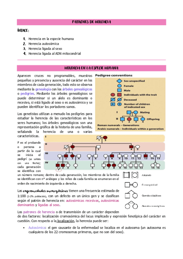 Miniatura del documento tema-3-genetica.pdf