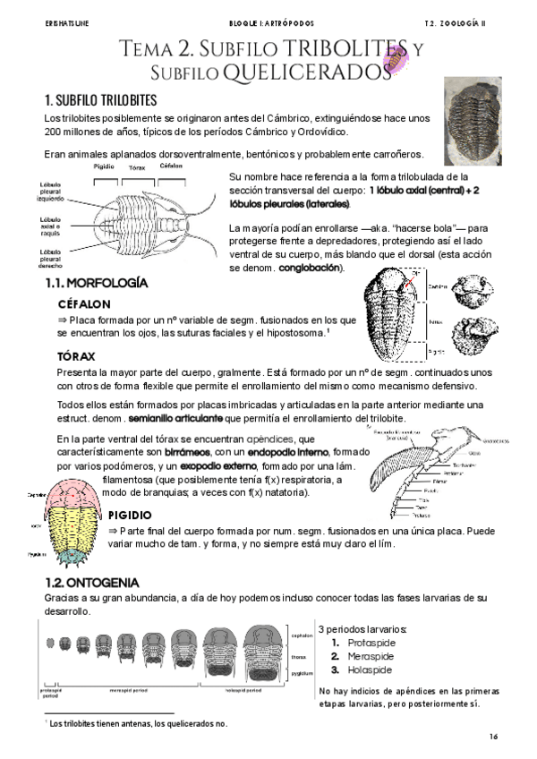 Miniatura del documento Tema-2-Trilobites-y-Quelicerados.pdf
