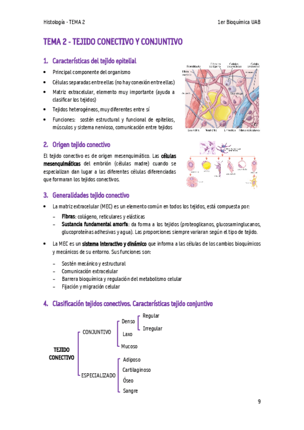 Miniatura del documento TEMA-2-Tejido-conjuntivo.pdf