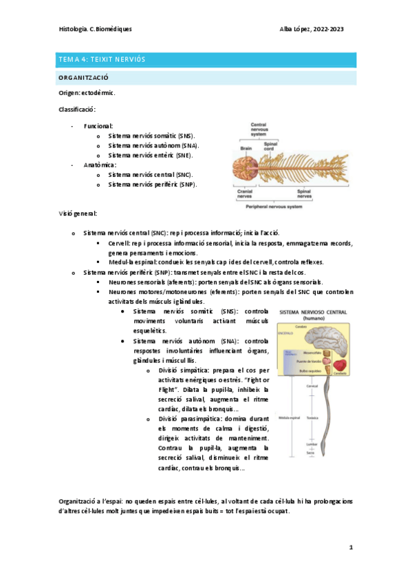 Miniatura del documento Tema-4.-Teixit-nervios.pdf