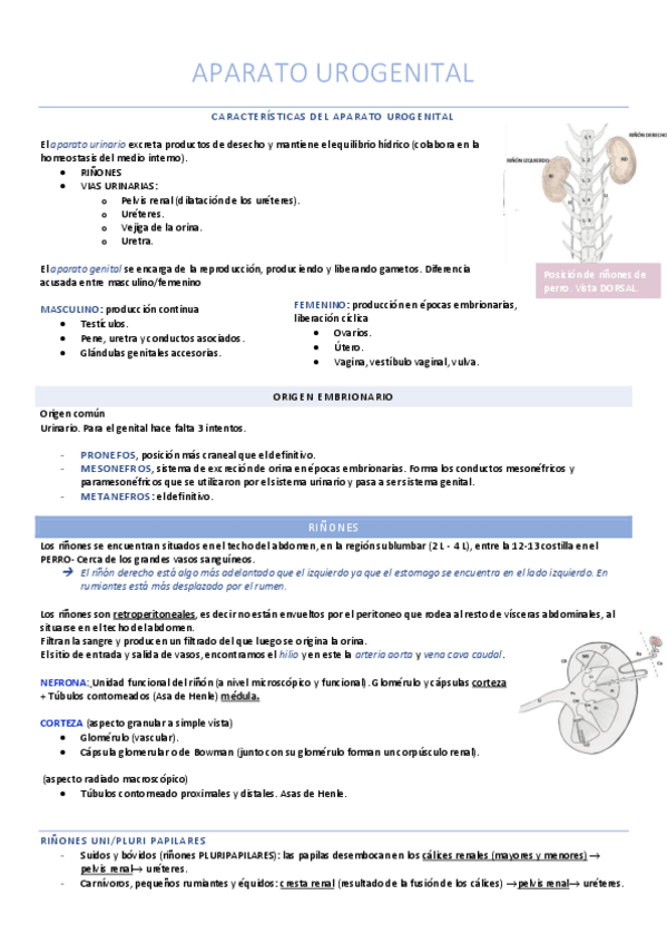 Miniatura del documento Aparato urogenital.pdf