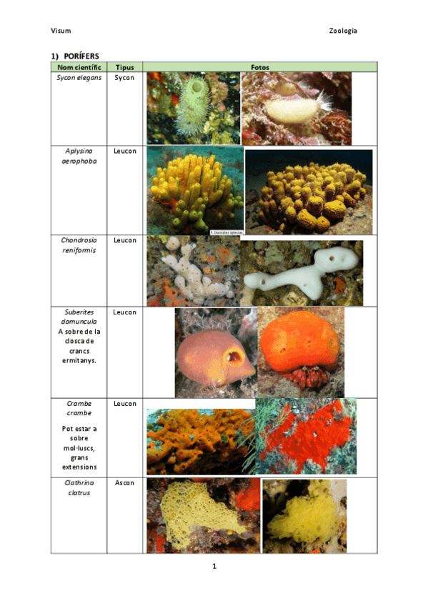 Miniatura del documento ZooVisum.pdf