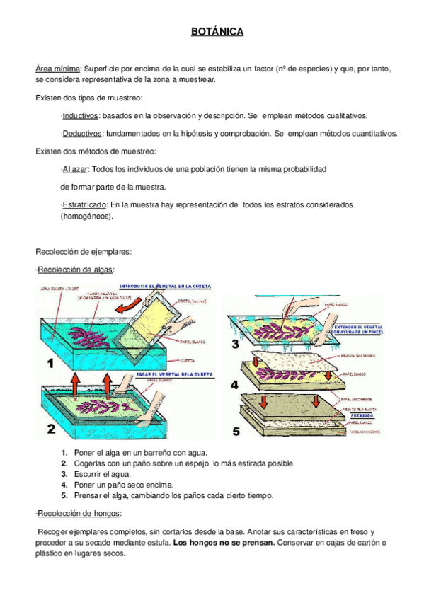 Miniatura del documento BOTÁNICA.docx