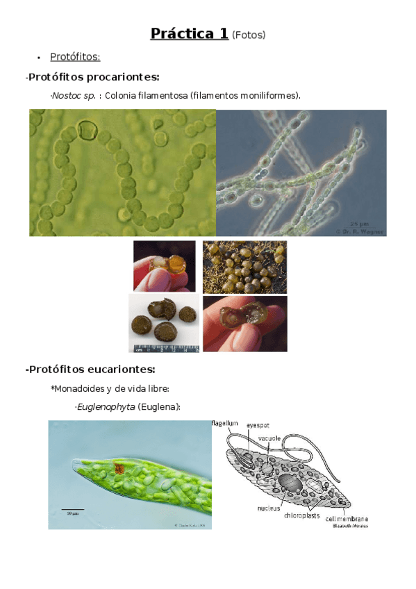 Miniatura del documento Práctica 1.docx