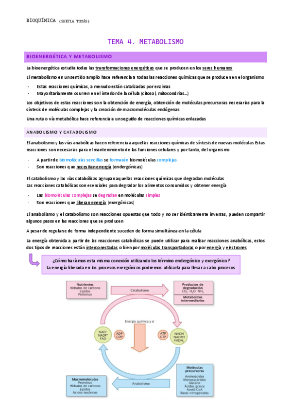 Miniatura del documento TEMA-4.-Metabolismo.pdf