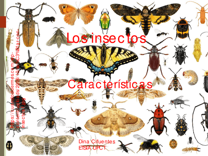 Miniatura del documento PDF-LOS-INSECTOS-2022.pdf