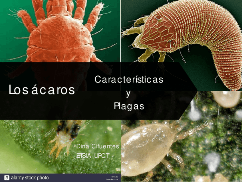 Miniatura del documento PDF-LOS-ACAROS-2022.pdf