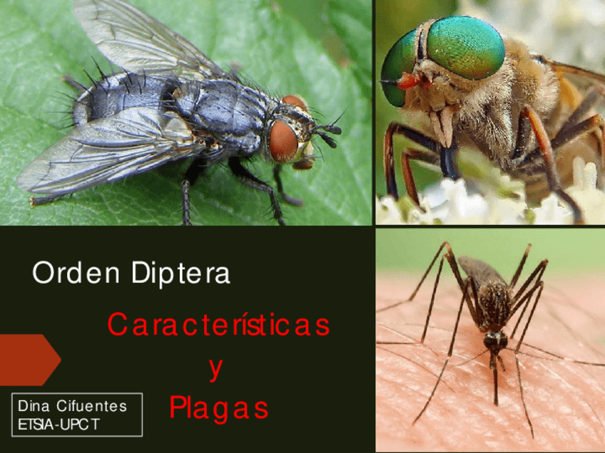 Miniatura del documento PDF-expo-DIPTERA-2022.pdf