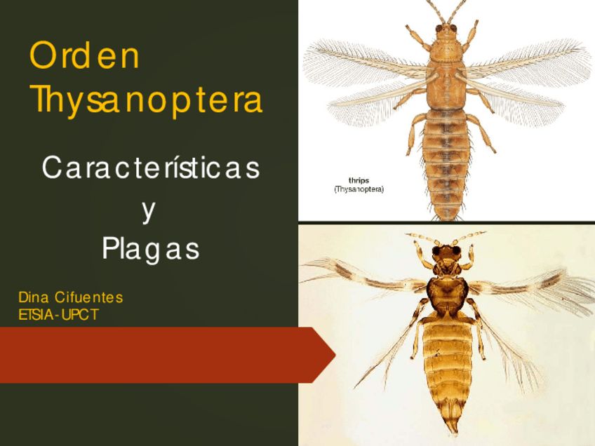 Miniatura del documento PDF-expo-THYSANOPTERA-2022.pdf