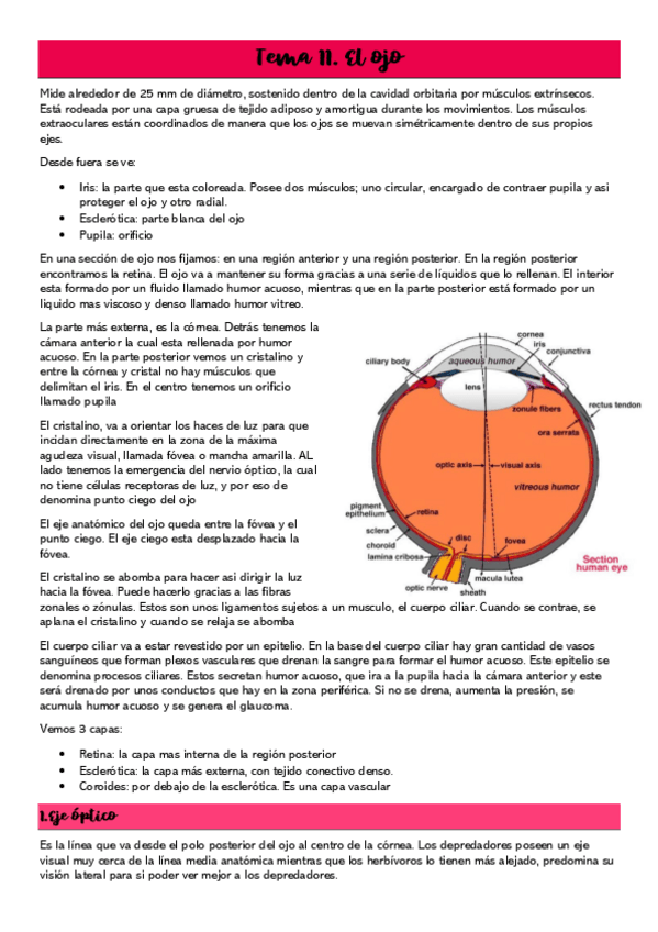Miniatura del documento Tema-11.El-ojo.pdf