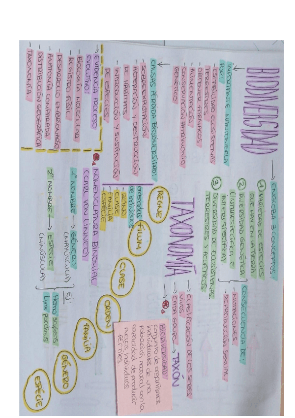 Miniatura del documento esquema-biodiversidad-taxonomia.pdf