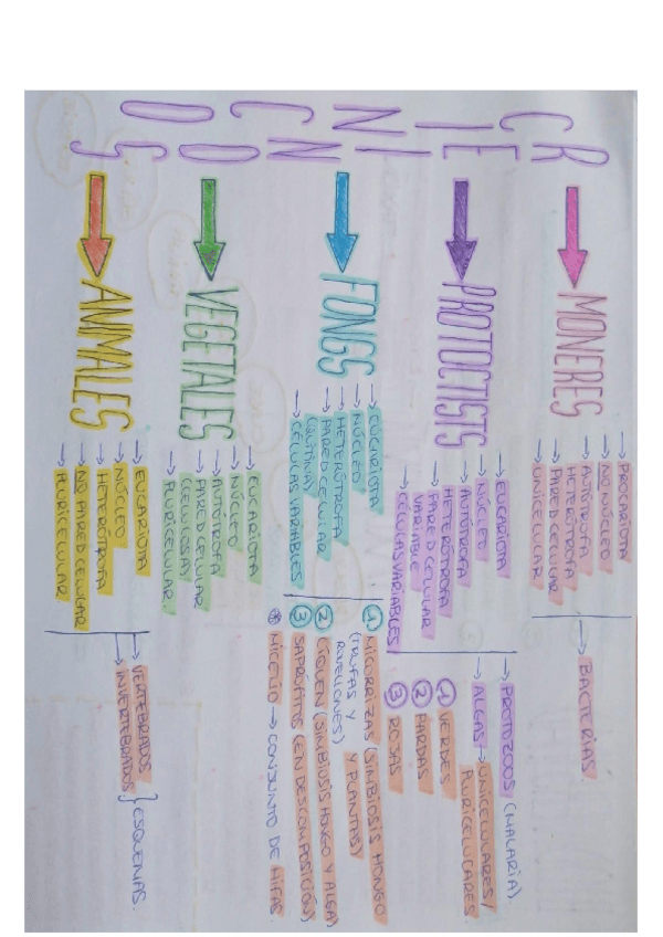 Miniatura del documento esquema-reinos.pdf