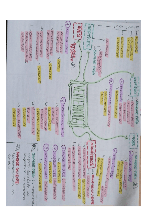 Miniatura del documento esquema-vertebrados.pdf