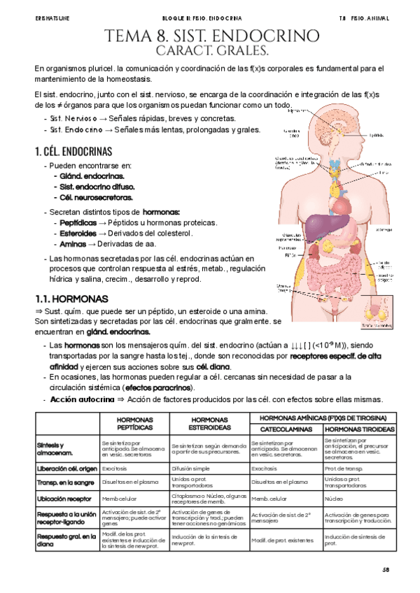 Miniatura del documento Tema-8-Sistema-endocrino.pdf