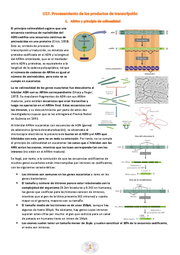 Miniatura del documento U17.-Procesamiento-de-los-productos-de-la-transcripcion.pdf