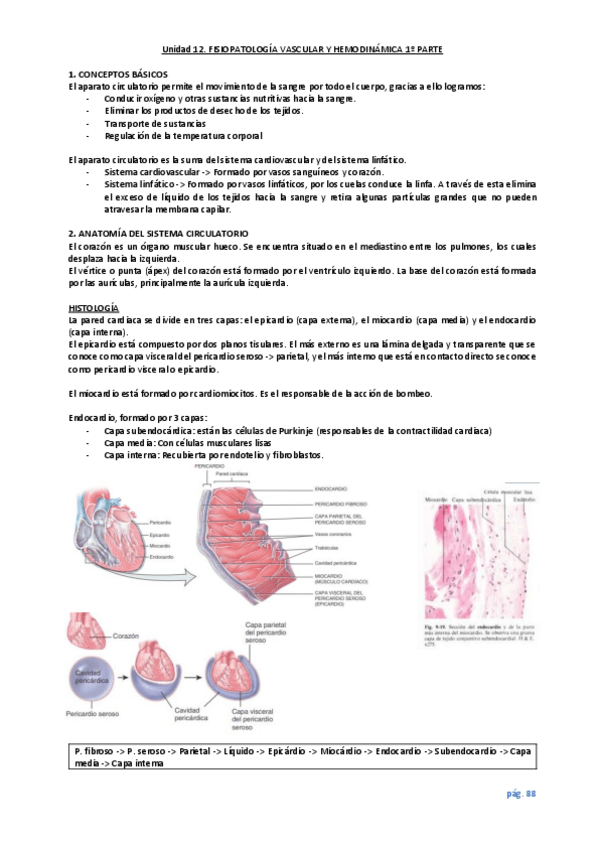 Miniatura del documento unidad-12-pt.1-Cardiaco.pdf